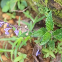 Scutellaria violacea var. violacea Heyne ex Benth.